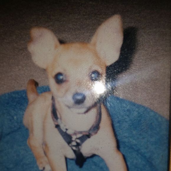 Meet your Posher, Monica - Picture 1 of 1